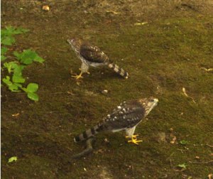 Two Young Hawks in My Yard